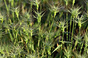 BUITEN BEELD Foto: 441468