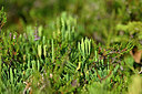 BUITEN BEELD Foto: 441470