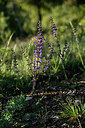 BUITEN BEELD Foto: 441472