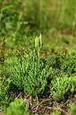 BUITEN BEELD Foto: 441474