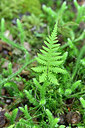 BUITEN BEELD Foto: 441485