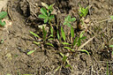 BUITEN BEELD Foto: 441492