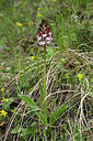 BUITEN BEELD Foto: 441520