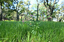 BUITEN BEELD Foto: 441535