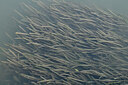 BUITEN BEELD Foto: 441540