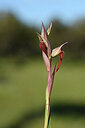 BUITEN BEELD Foto: 441541