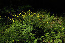BUITEN BEELD Foto: 441570