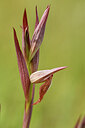 BUITEN BEELD Foto: 441573