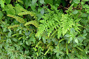 BUITEN BEELD Foto: 441591