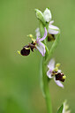 BUITEN BEELD Foto: 441600