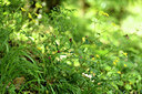 BUITEN BEELD Foto: 441607