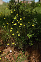 BUITEN BEELD Foto: 441608