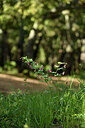 BUITEN BEELD Foto: 441623