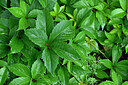 BUITEN BEELD Foto: 441627