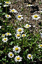 BUITEN BEELD Foto: 441632