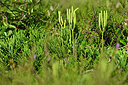 BUITEN BEELD Foto: 441636