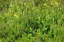 BUITEN BEELD Foto: 441639