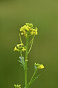 BUITEN BEELD Foto: 441645