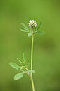 BUITEN BEELD Foto: 441649