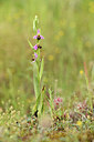 BUITEN BEELD Foto: 441652