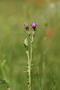 BUITEN BEELD Foto: 441654