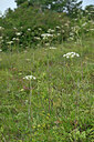 BUITEN BEELD Foto: 441659