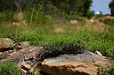 BUITEN BEELD Foto: 441667