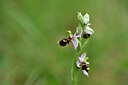 BUITEN BEELD Foto: 441668