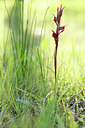 BUITEN BEELD Foto: 441686