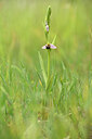 BUITEN BEELD Foto: 441688