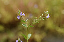 BUITEN BEELD Foto: 441690