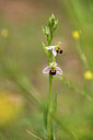 BUITEN BEELD Foto: 441691