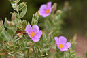 BUITEN BEELD Foto: 441706