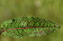 BUITEN BEELD Foto: 441716
