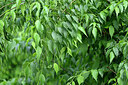 BUITEN BEELD Foto: 441750