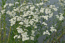 BUITEN BEELD Foto: 441760