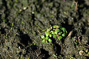 BUITEN BEELD Foto: 441773