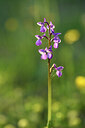 BUITEN BEELD Foto: 441774