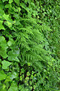 BUITEN BEELD Foto: 441791