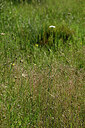 BUITEN BEELD Foto: 441813
