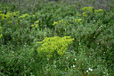 BUITEN BEELD Foto: 441830