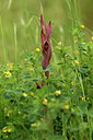BUITEN BEELD Foto: 441838