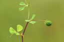 BUITEN BEELD Foto: 441843
