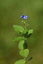 BUITEN BEELD Foto: 441847