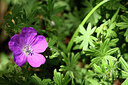BUITEN BEELD Foto: 441851