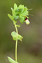 BUITEN BEELD Foto: 441857
