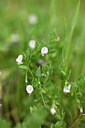 BUITEN BEELD Foto: 441858