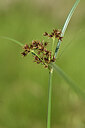 BUITEN BEELD Foto: 441863