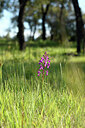 BUITEN BEELD Foto: 441870