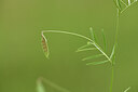 BUITEN BEELD Foto: 441879